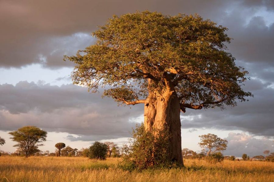 Tarangire National Park