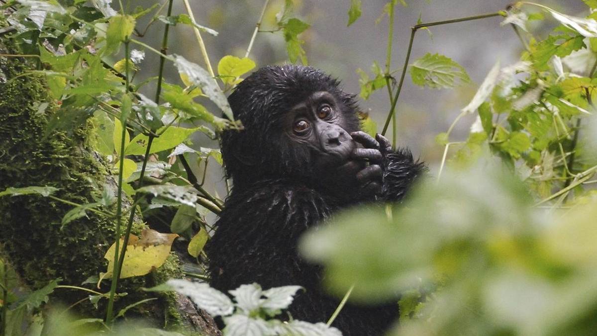 Things To do in Uganda