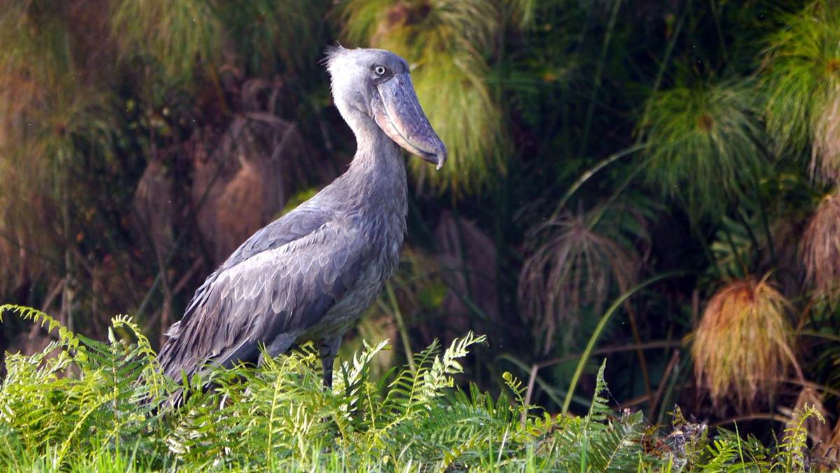 Things To do in Uganda