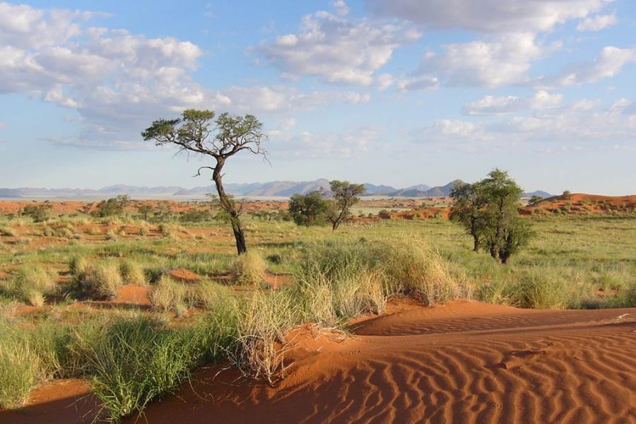 Tok Tokkie Trail Tour