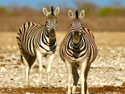 Trip-Namibia-Safari- 7 Day Trip Namibia Safari