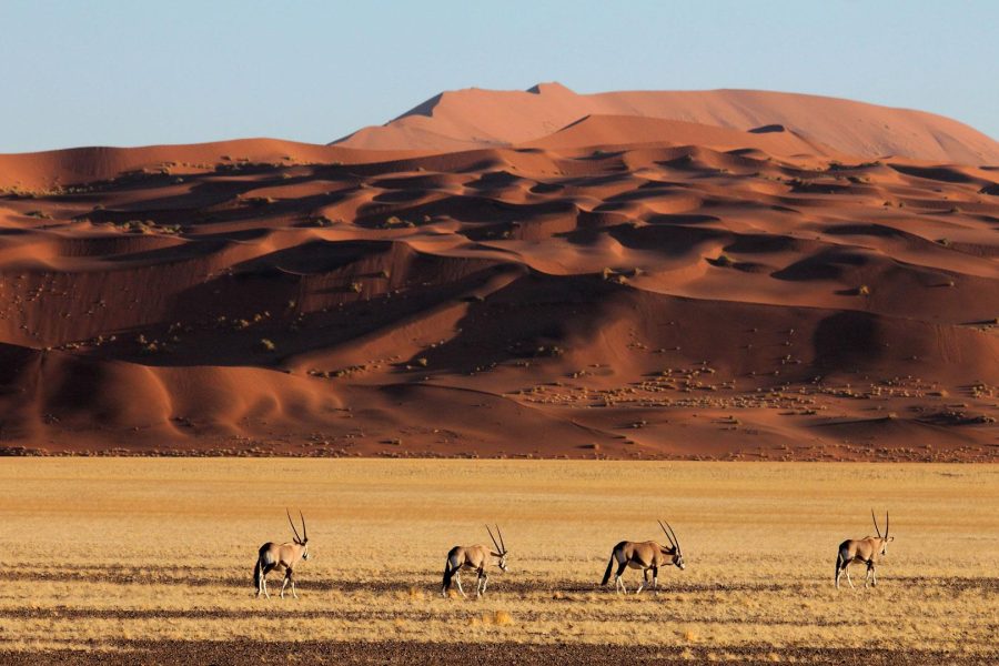 7 Day Trip Namibia Safari