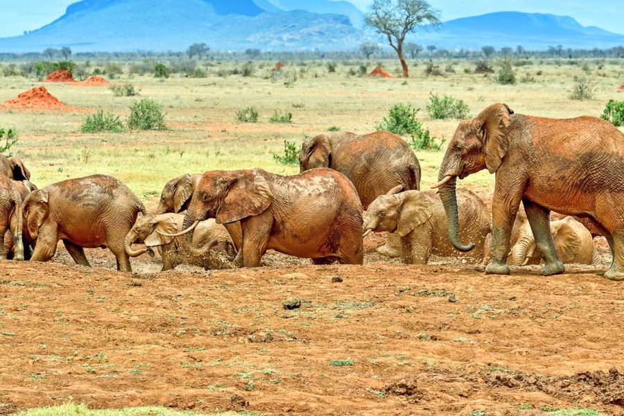 Tsavo East National Park