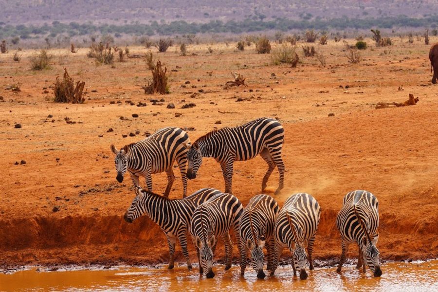 Tsavo East National Park
