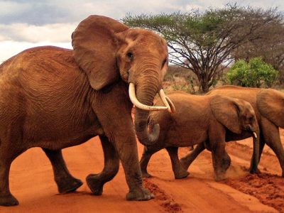 Tsavo East National Park