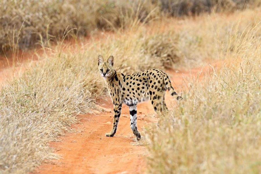Tsavo West National Park