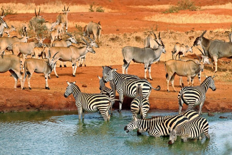 Tsavo West National Park