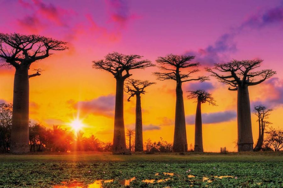 Tsingy de Bemaraha Tour