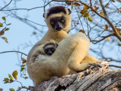 Tsingy de Bemaraha Tour