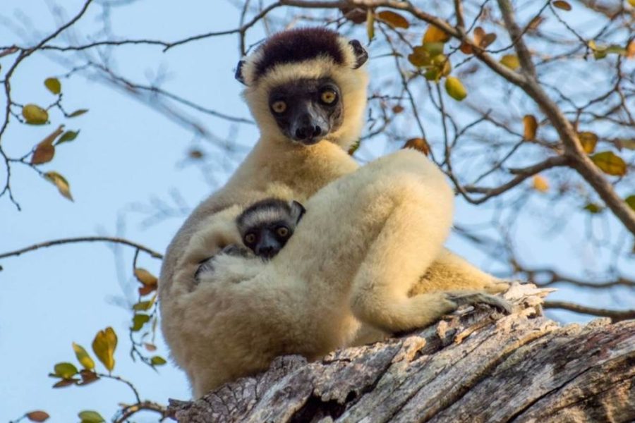 Tsingy de Bemaraha Tour
