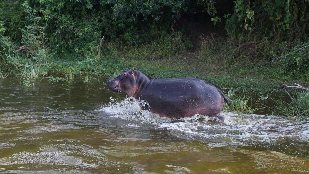 Lake Mburo Budget Safari in Uganda
