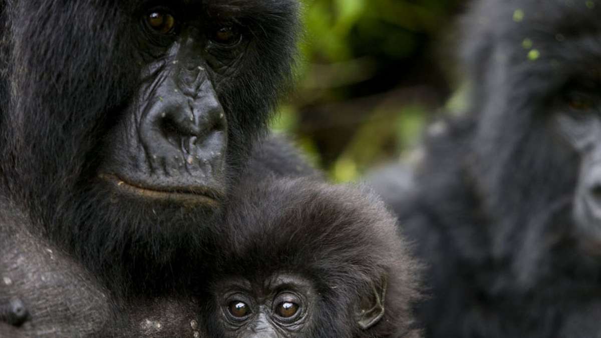 Uganda gorilla trekking