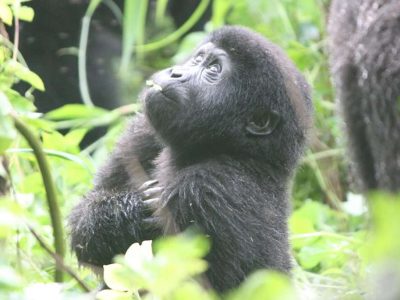 3 Days Uganda Gorilla Express Safari