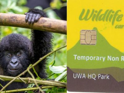 Uganda gorilla pemits