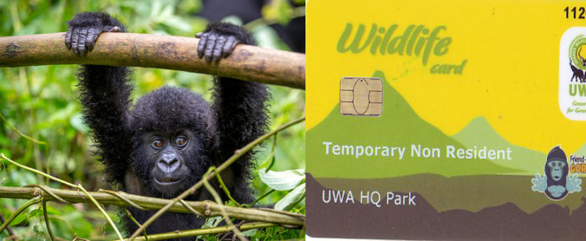 gorilla trekking permit