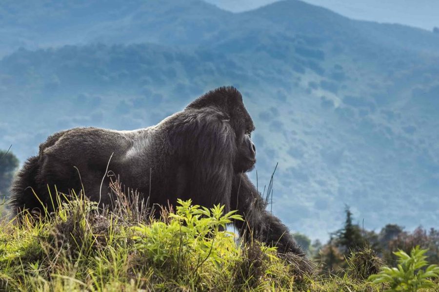 Volcanoes National Park