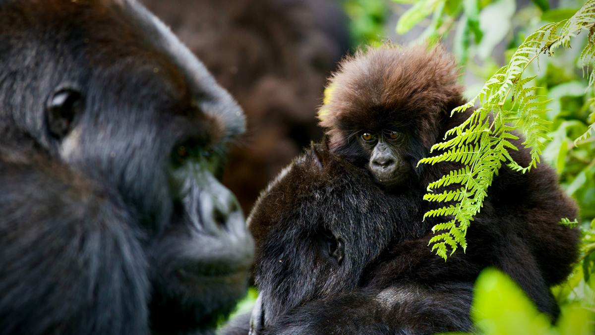 Why You Should Visit Rwanda