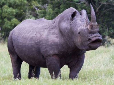 Zambia-Safari-Adventure-1 Zambia Safari Adventure