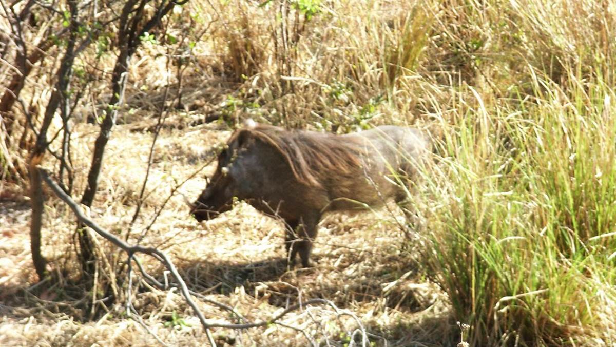 Zambia Safari Adventure