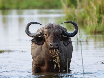 Lower Zambezi Safari