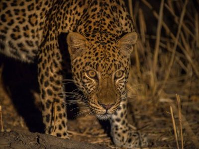 Zambia-Wildlife-Safari-2 Zambia wildlife safari