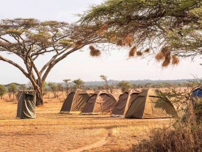 Affordable Tanzania safari 6 days