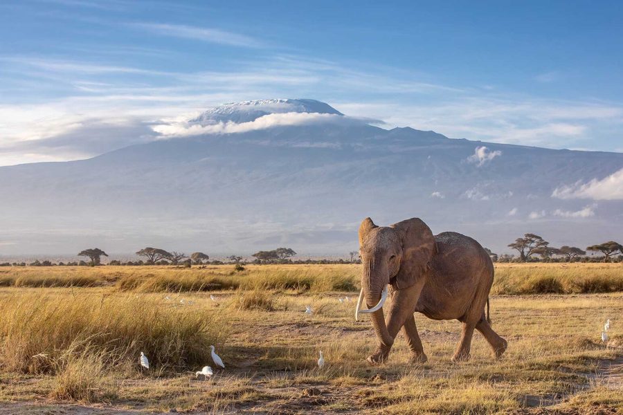 Amboseli National Park