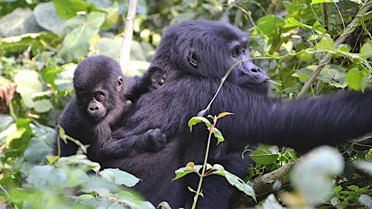 Best Guide to African Safari Tour in Uganda