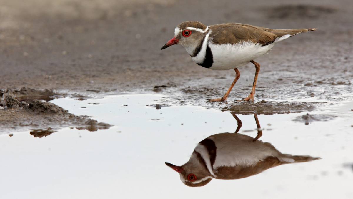 Best Guide to African Safari Tour in Uganda