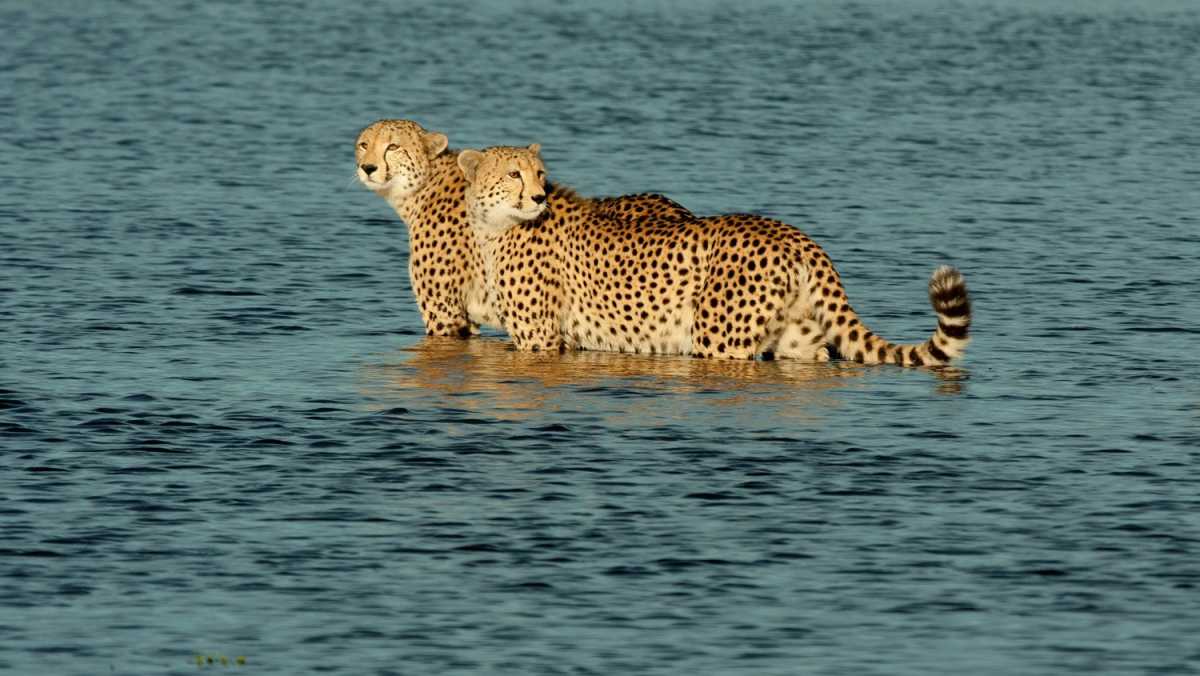 Best Time to Visit Botswana