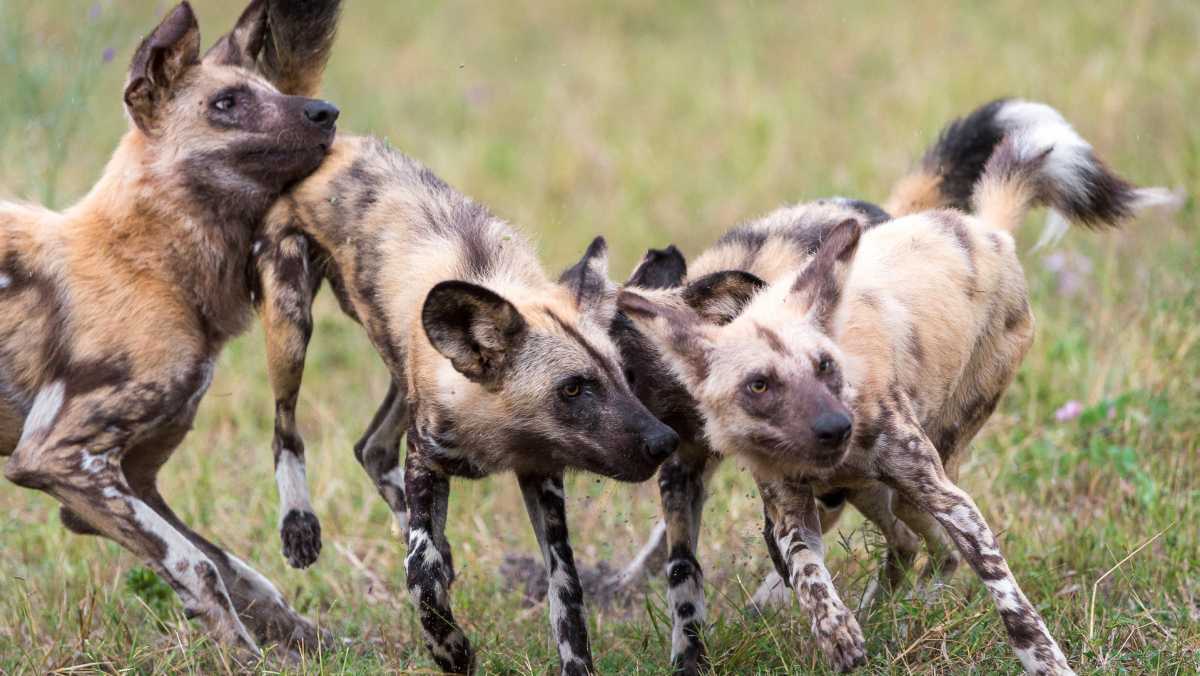 Best Time to Visit Botswana