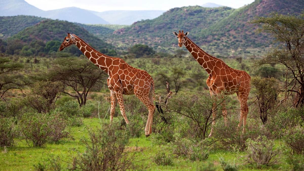 best time to visit kenya