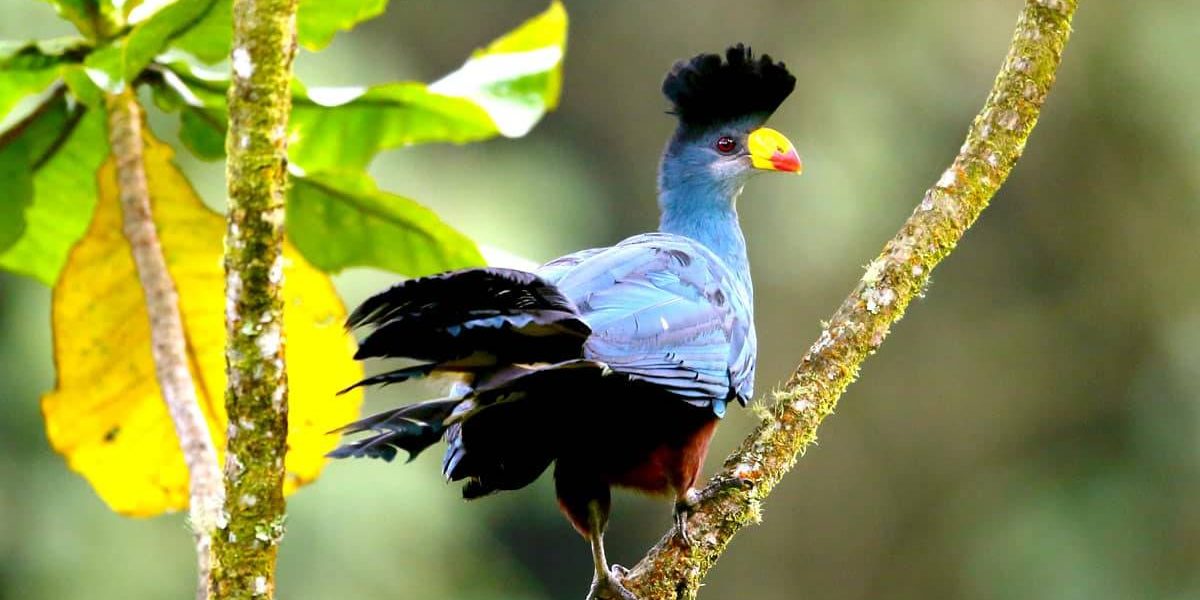 Best Time to Visit Uganda