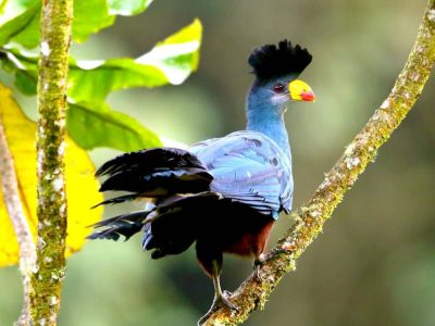 best-time-to-visit-uganda-4 Best Time to Visit Uganda