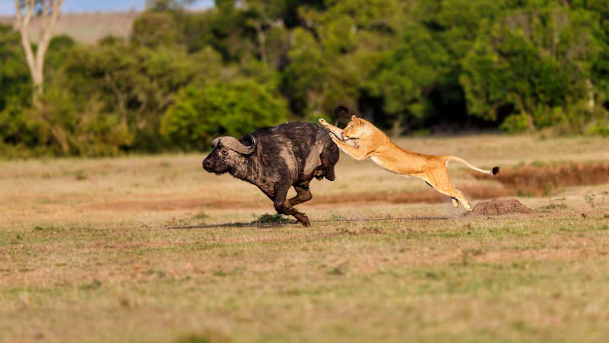 Best Time to Visit Zambia