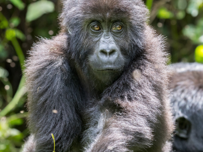 Best Uganda gorilla tour