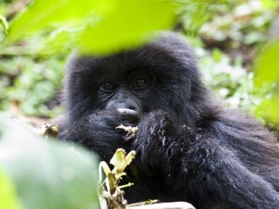 Budget Uganda gorilla trek