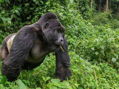 Cheap gorilla trekking uganda safari