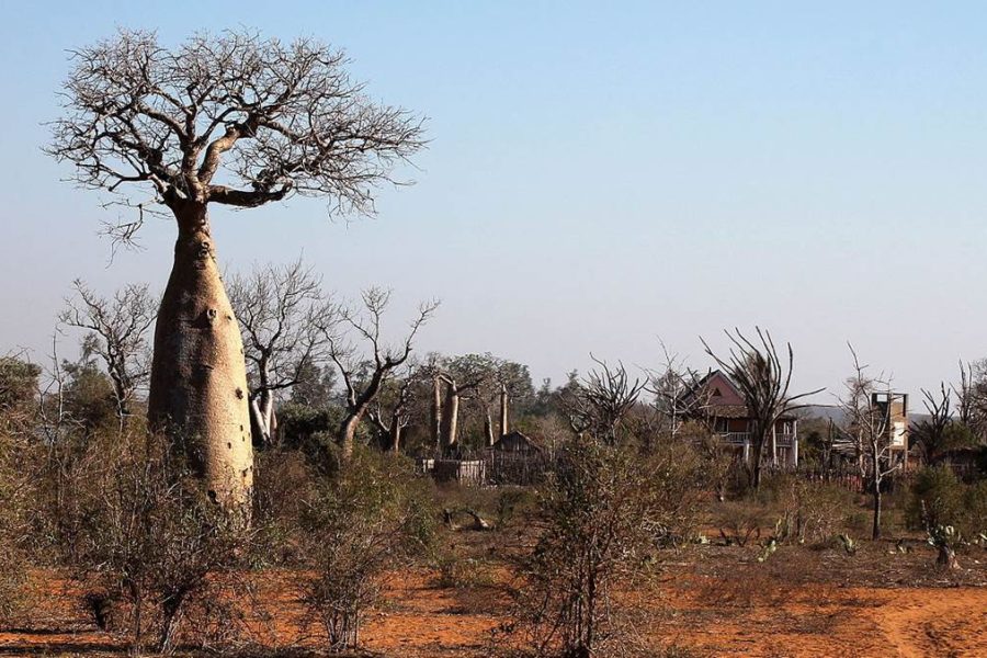 Madagascar Safari trip