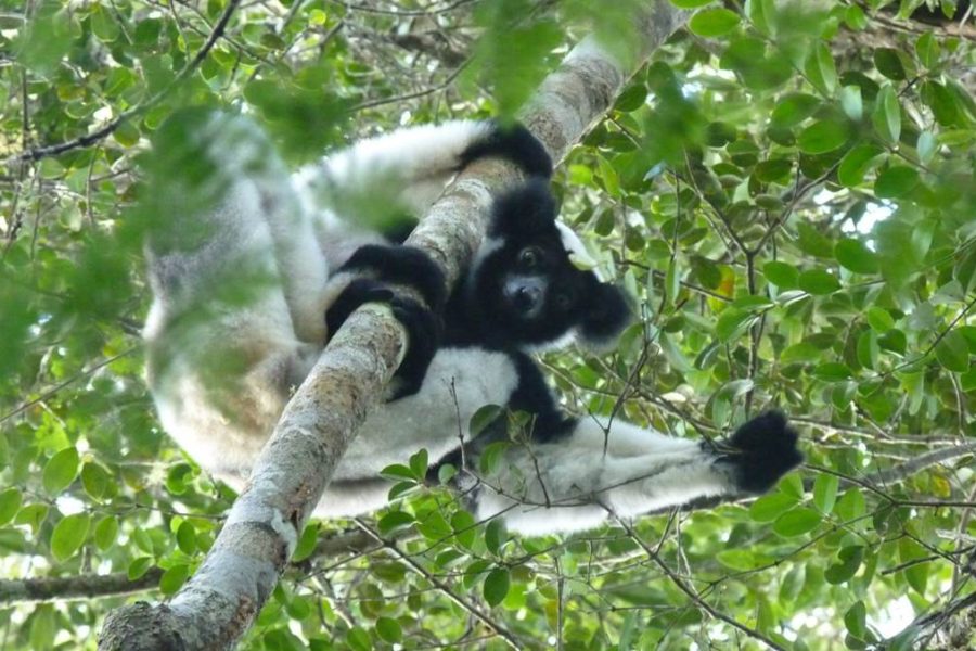 Madagascar Safari trip