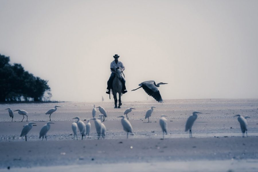Mozambique Horse Riding Safari