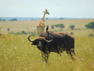 Murchison Falls budget safari