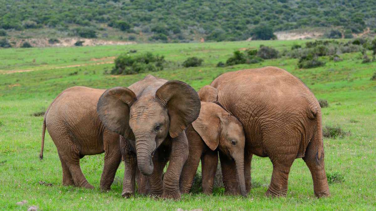 South African National Parks