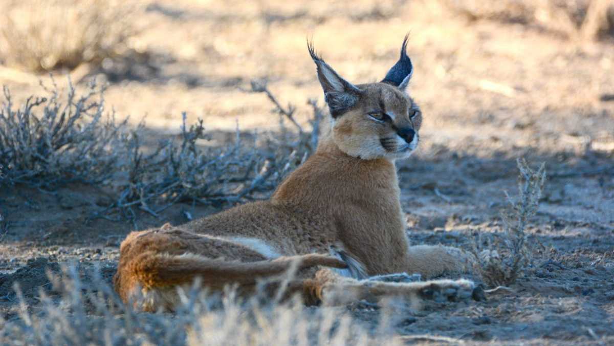 South African National Parks