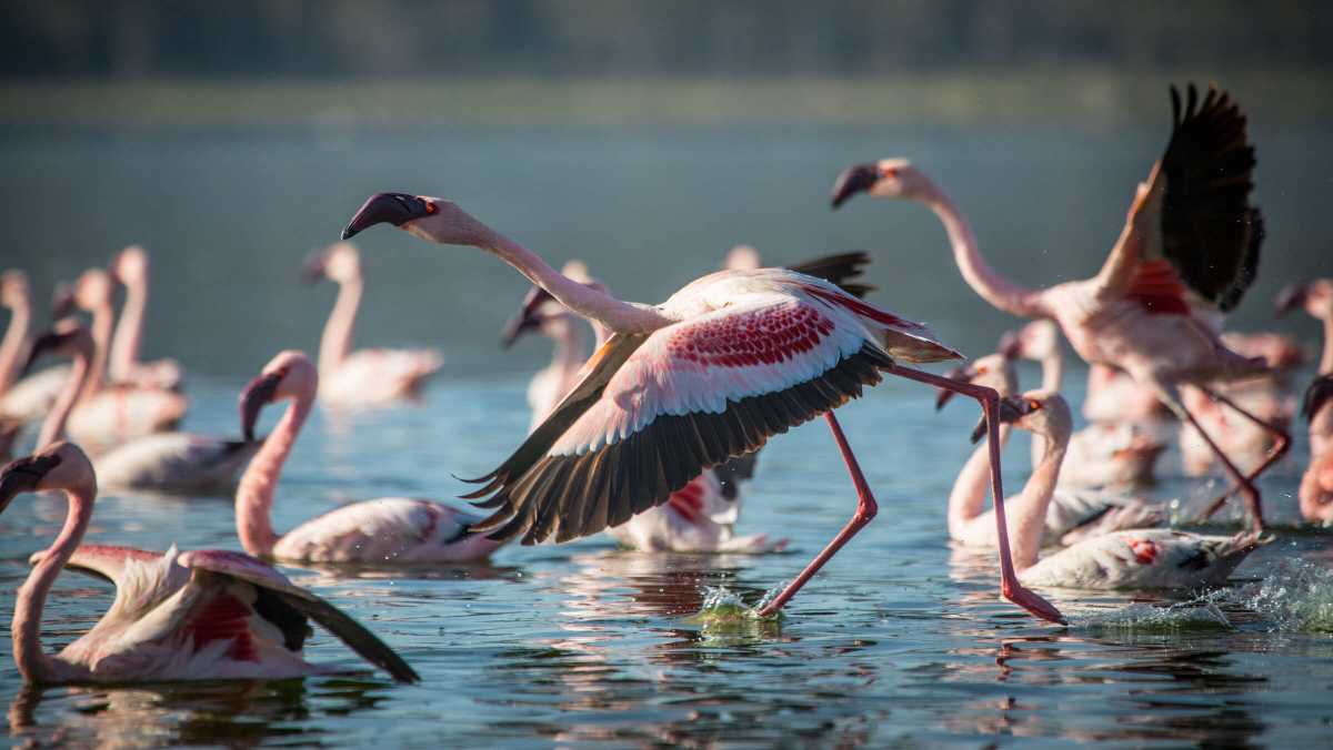 Things to Do in Zambia