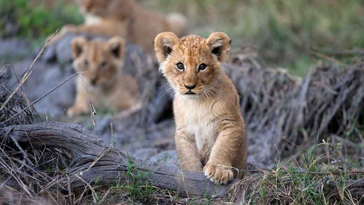 Tourist Attractions in Botswana