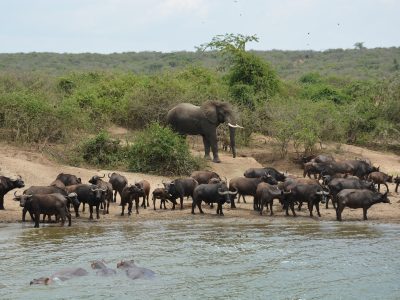 Queen Elizabeth budget safari in Uganda