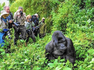 Uganda Gorilla Trekking Safari