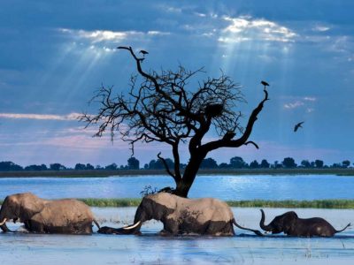 unique-things-to-do-in-botswana Unique things to do in Botswana