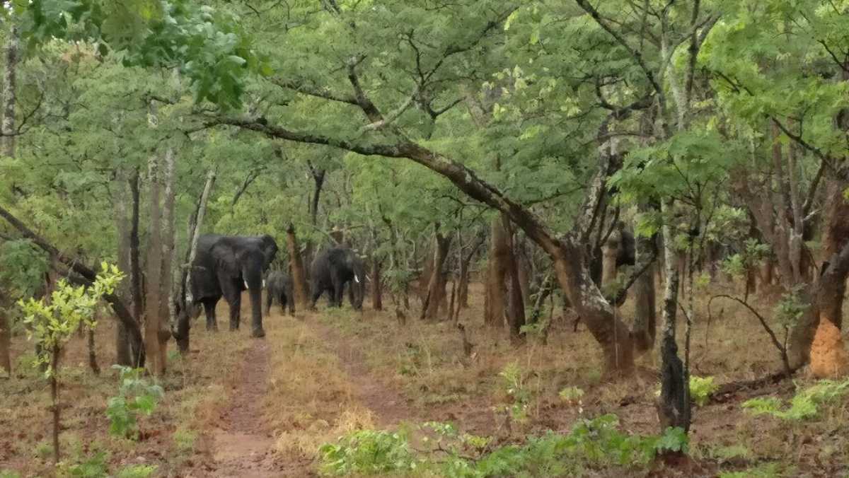 Zambia National Parks
